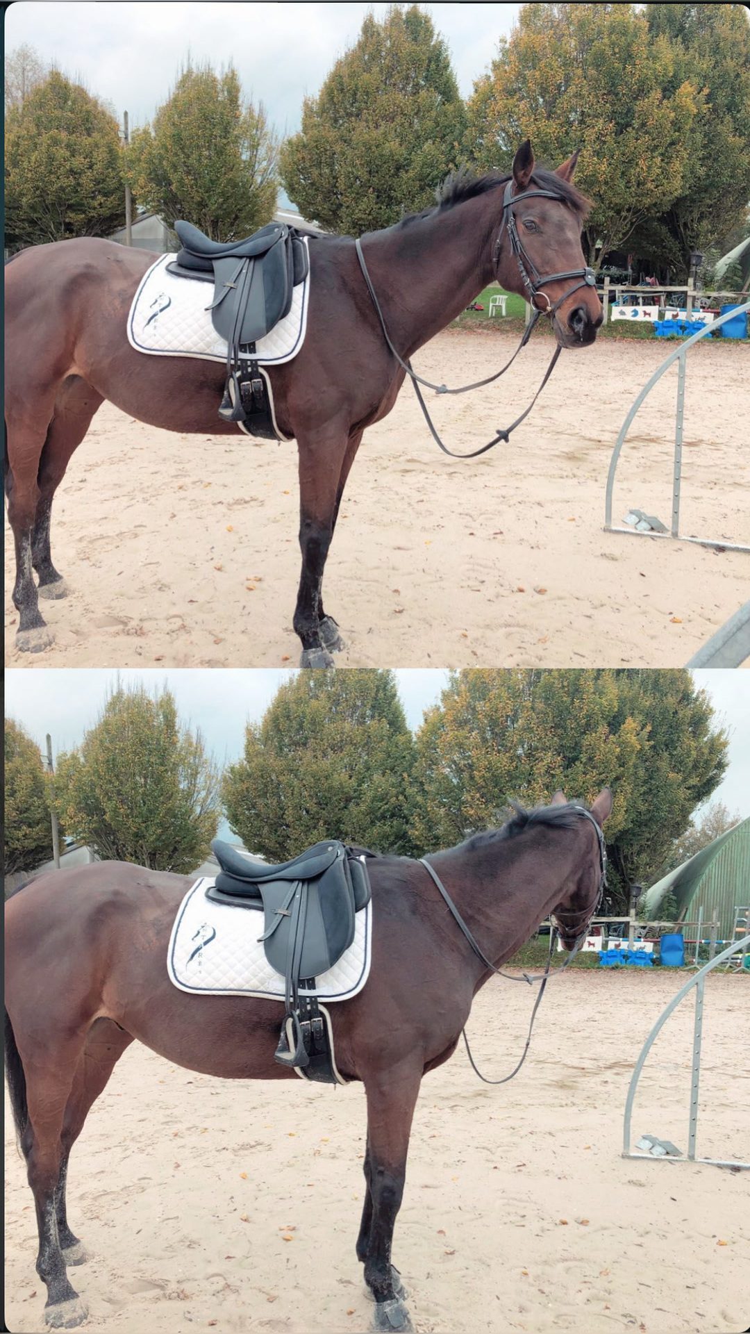 Selle daslo dressage, média 4