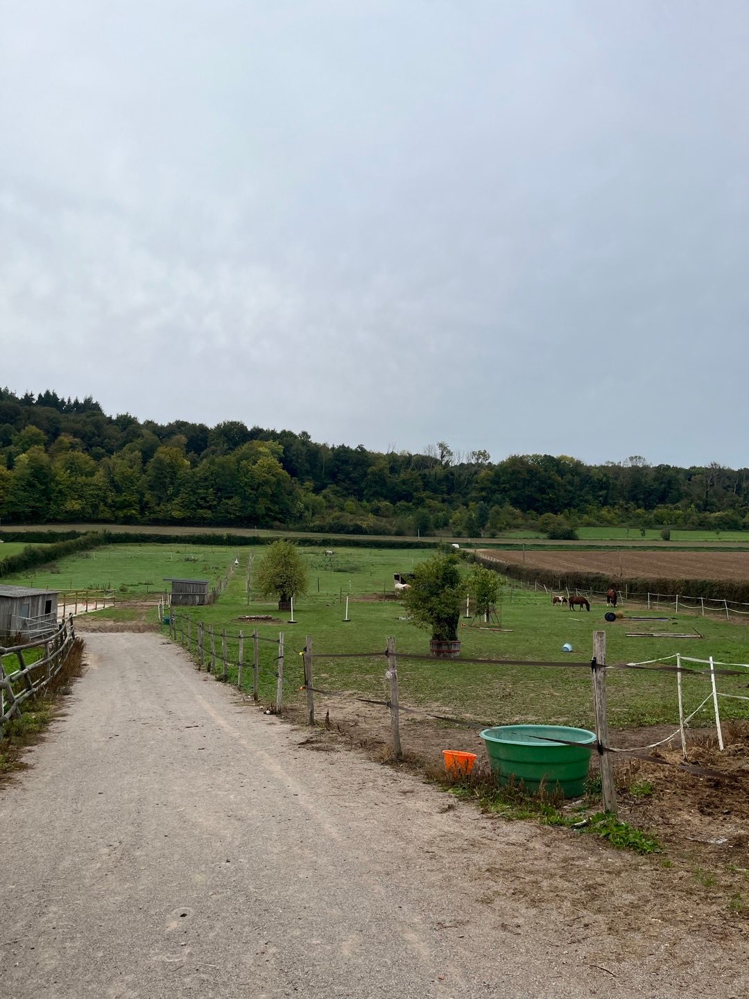 Pension pour chevaux, média 7