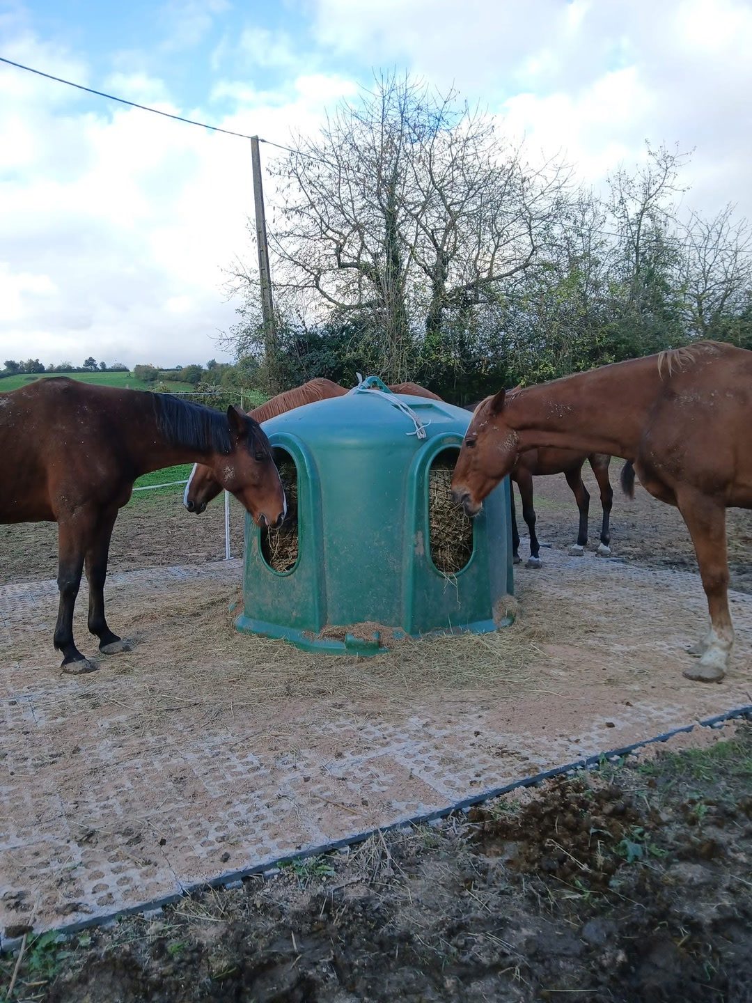 Pension pour chevaux, média 5