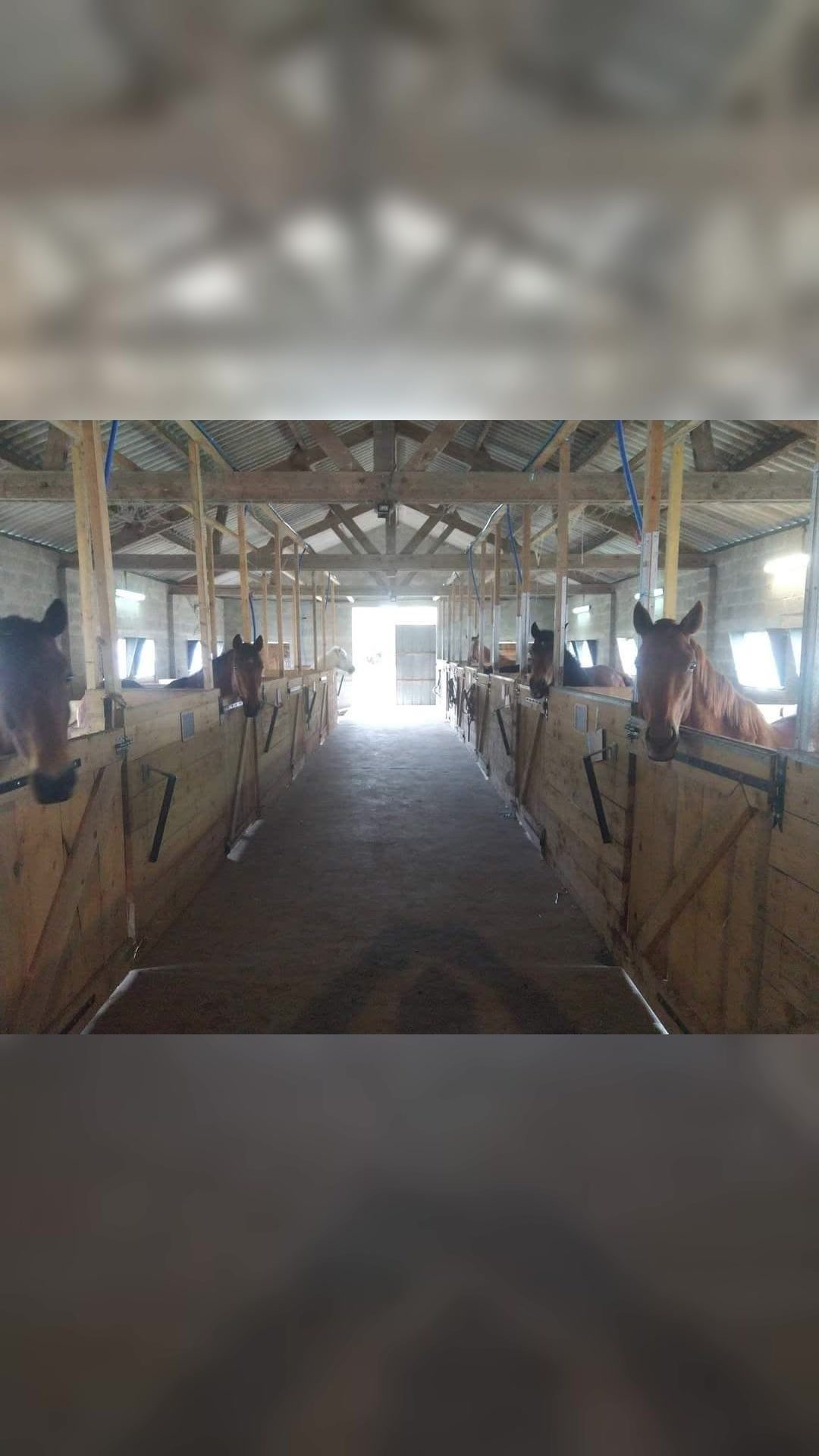 Pension pour chevaux, média 3