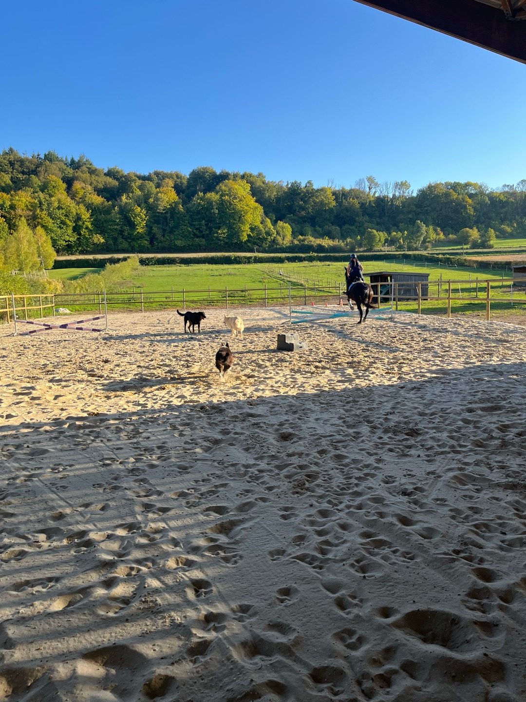 Pension pour chevaux, média 8