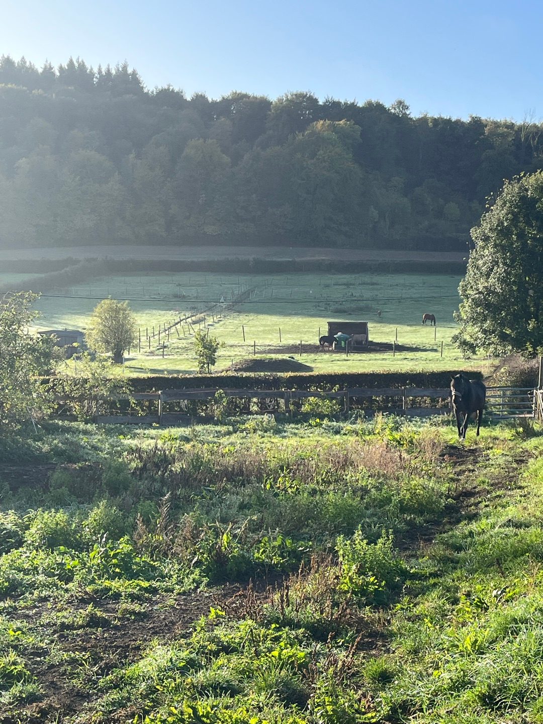 Pension pour chevaux, média 6