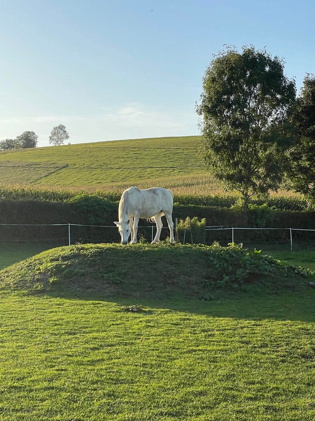 Pension pour chevaux, média 4