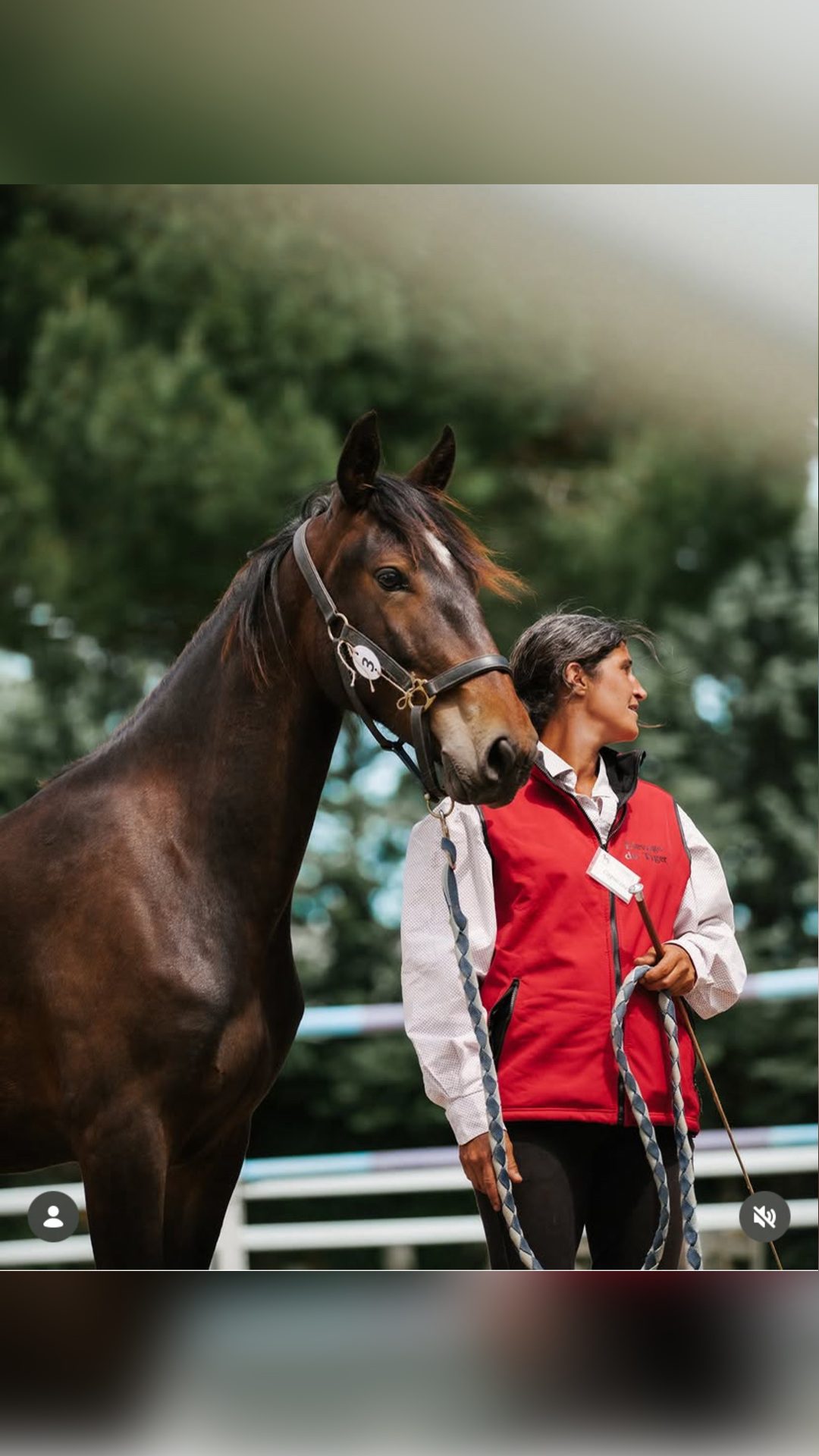 Photographe équin – Des souvenirs uniques de votre cheval, média 2