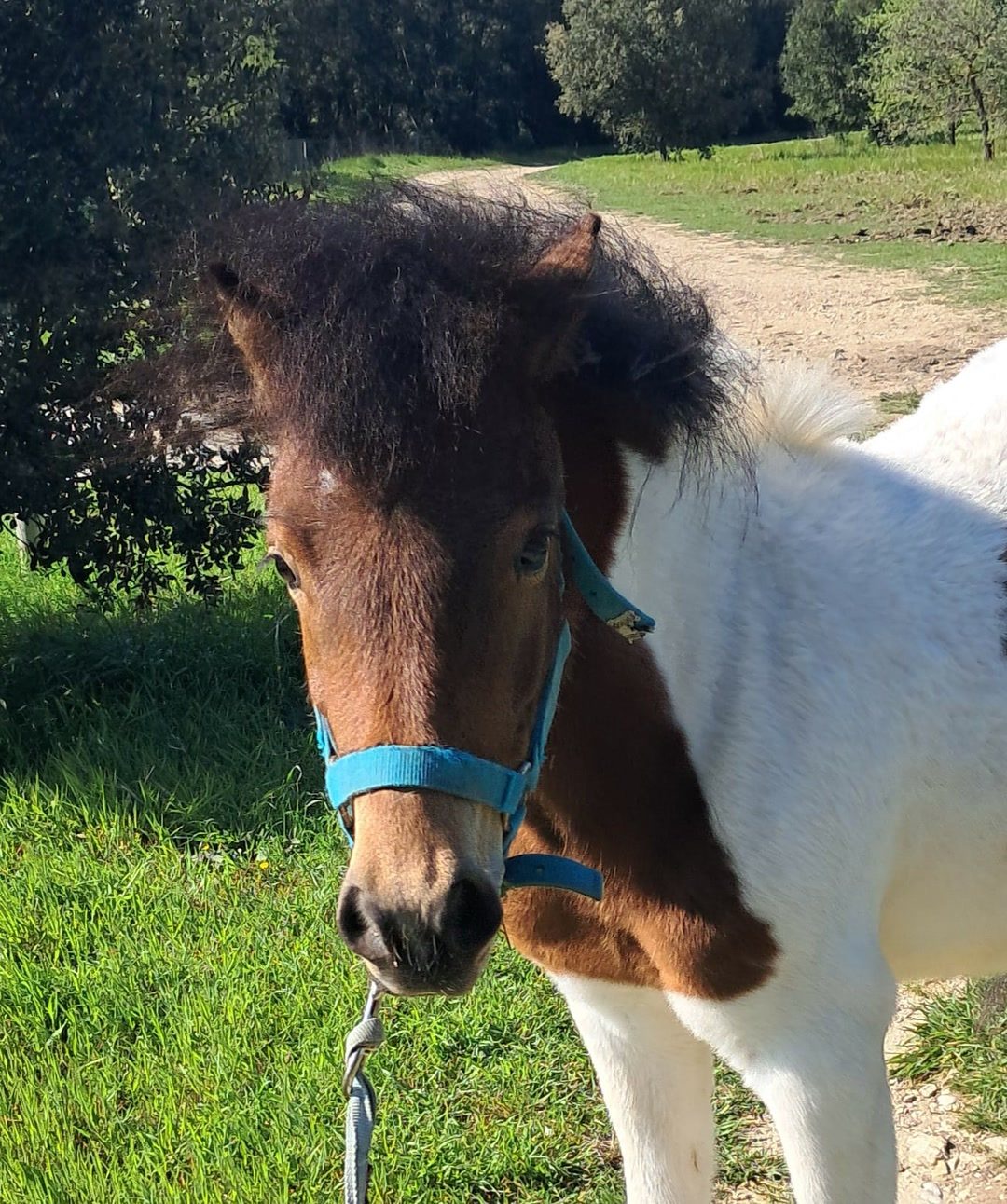 OLYMPE D'HIPPONY, média 3