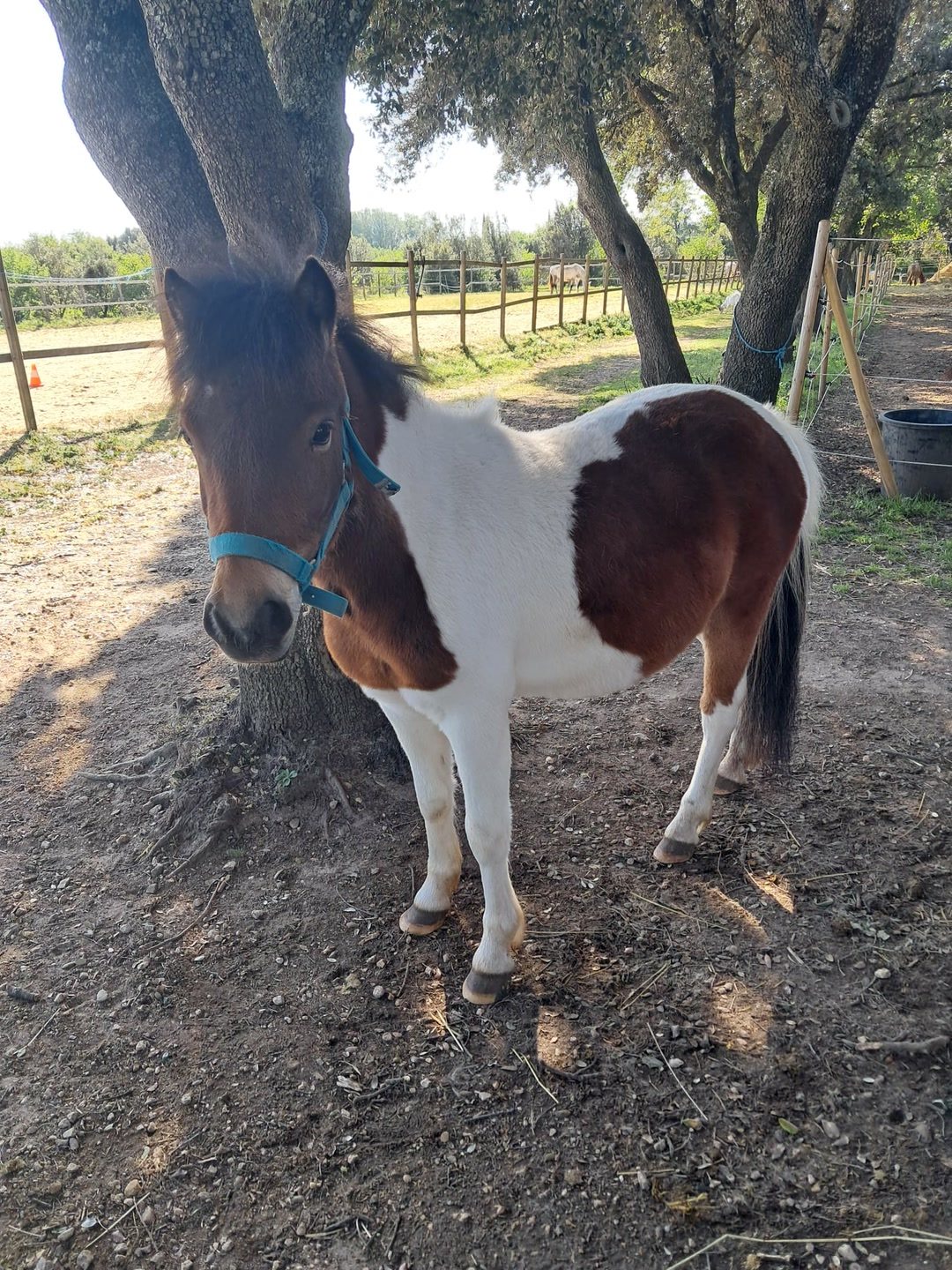 OLYMPE D'HIPPONY, média 4