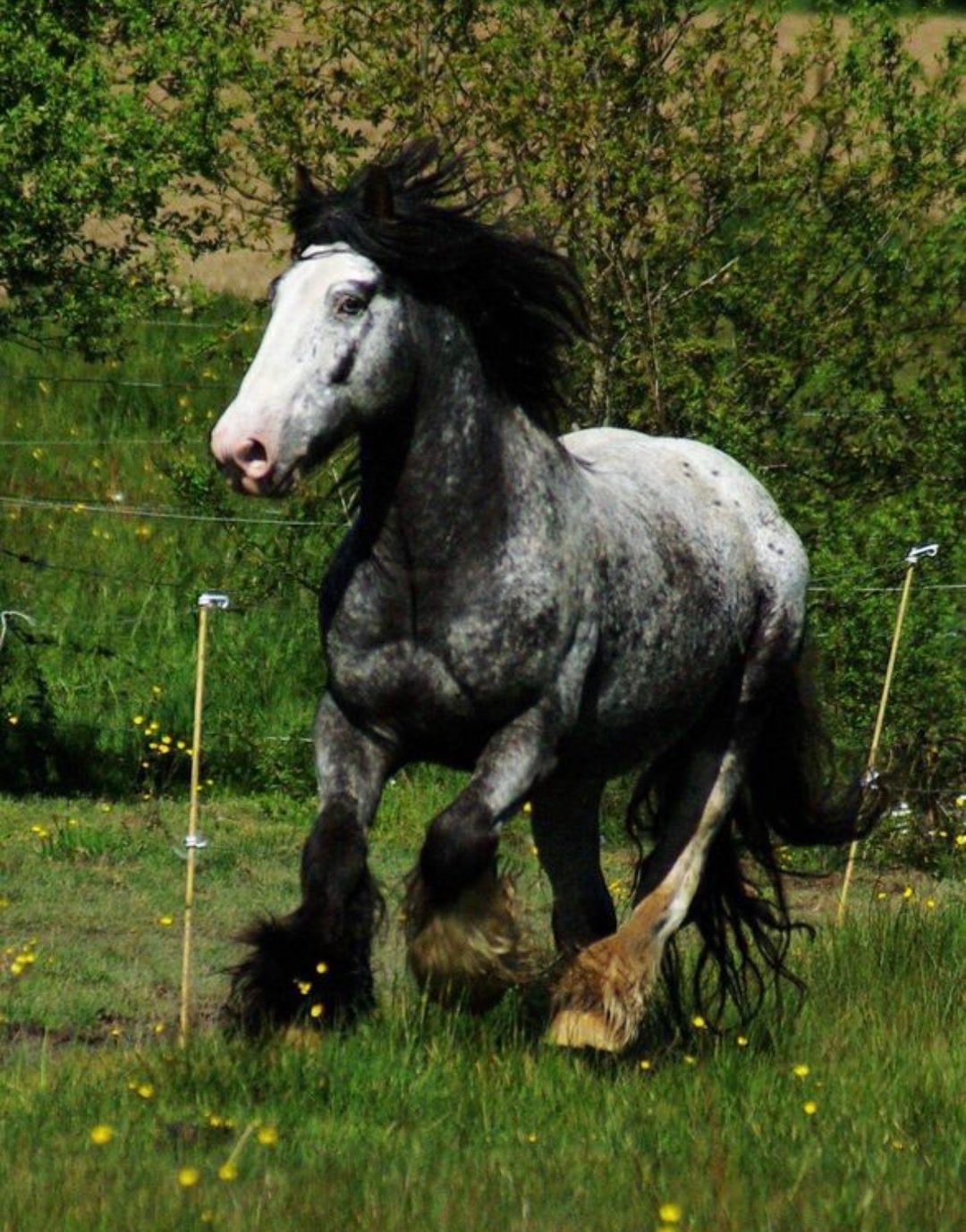Saillie étalon irish cob, média 2