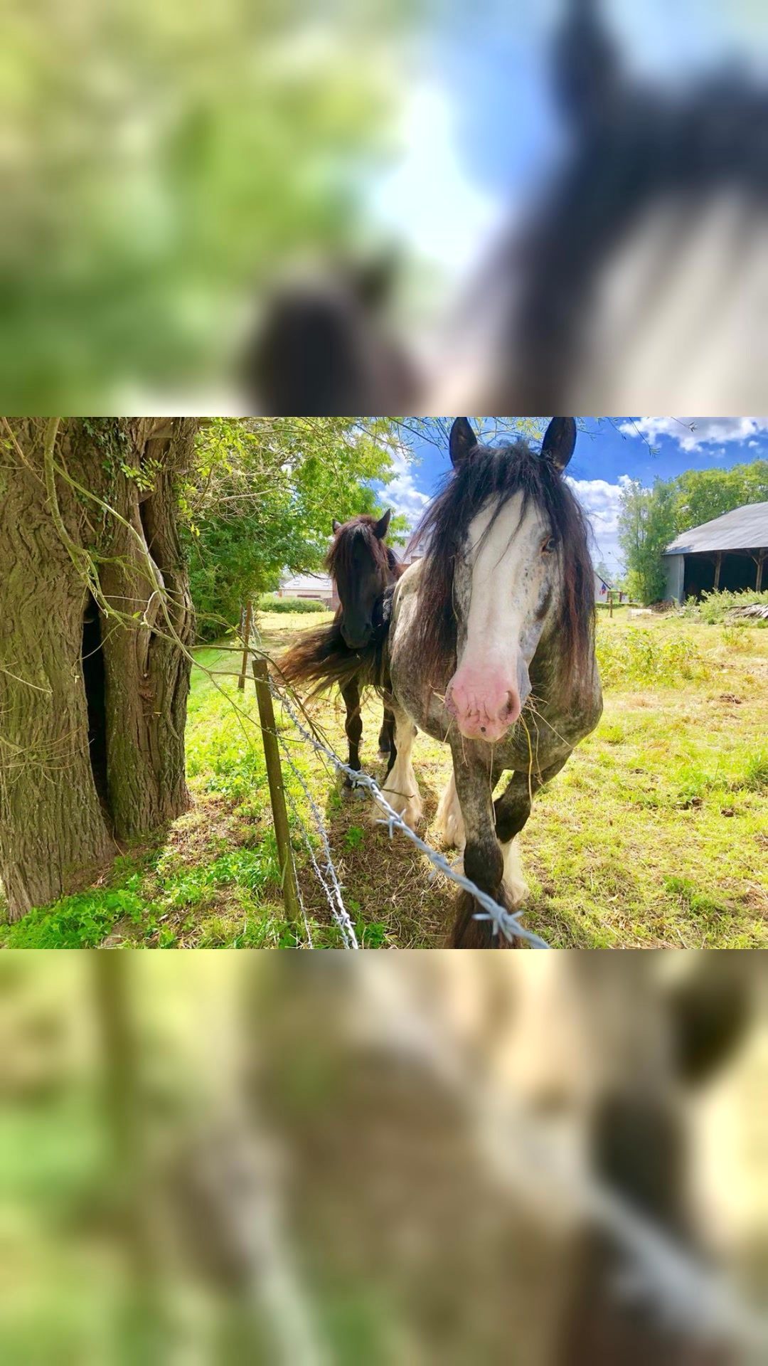 Saillie étalon irish cob, média 3
