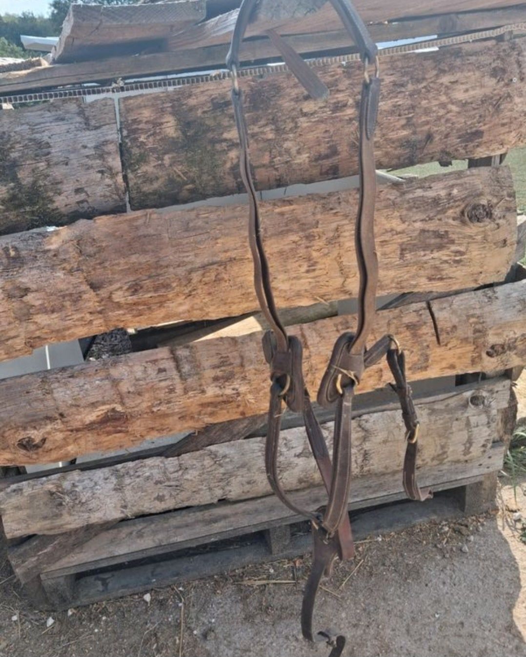 Collier de chasse, média 2