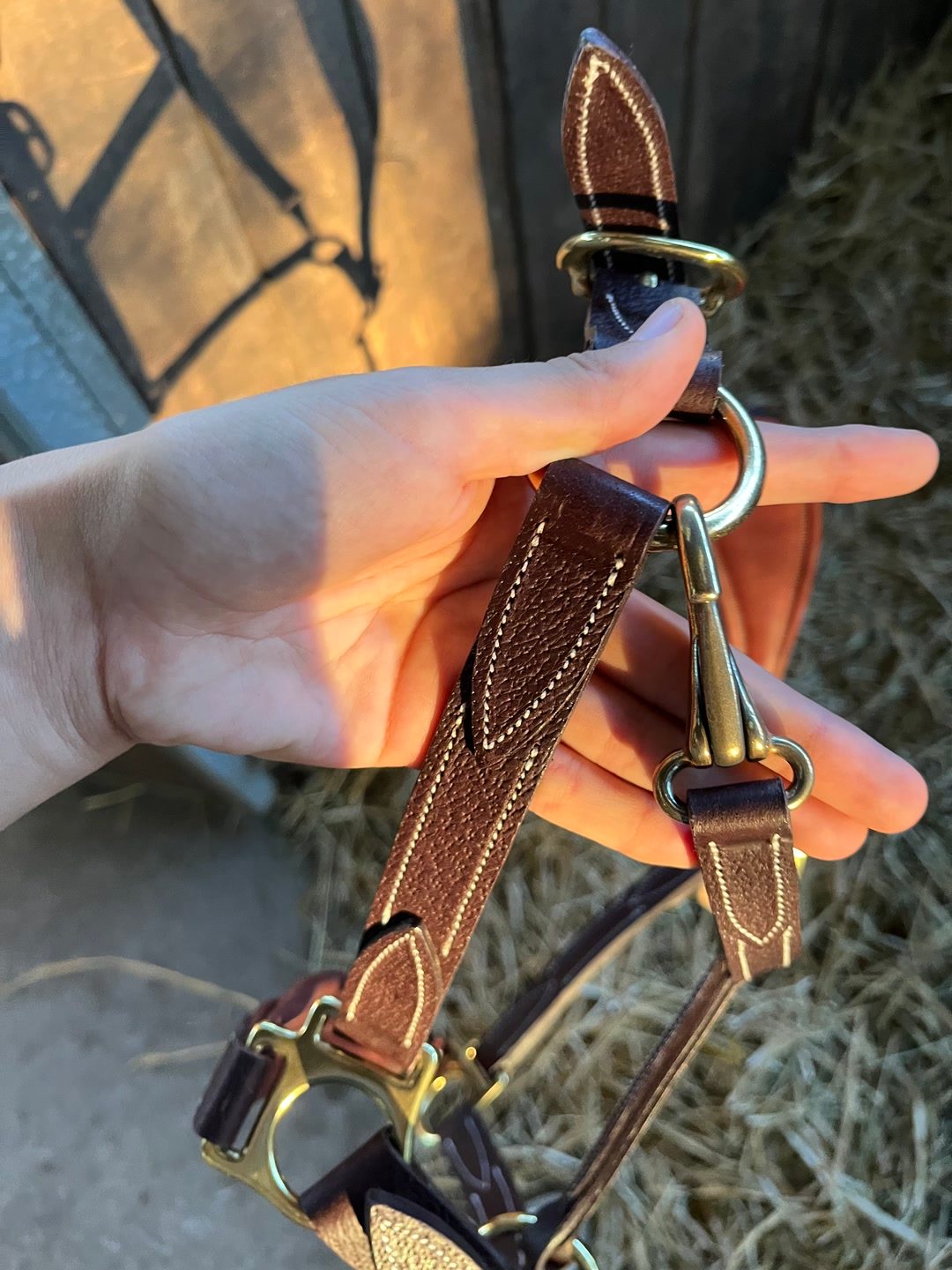 Licol en cuir devoucoux havane V2 neuf, média 6