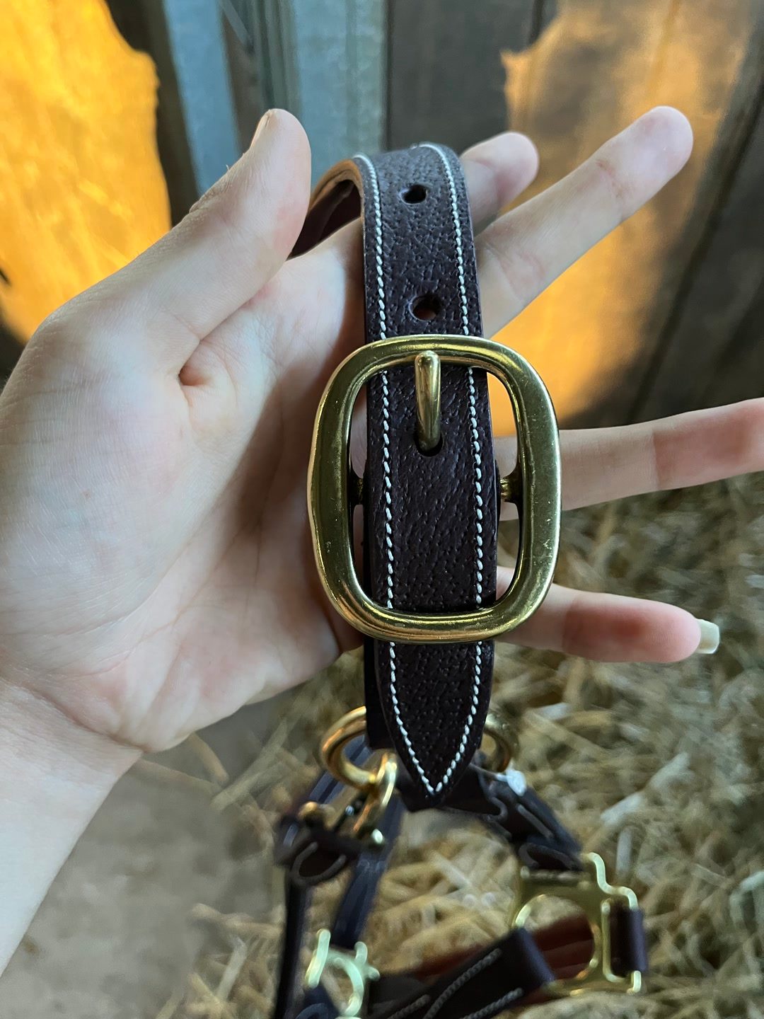 Licol en cuir devoucoux havane V2 neuf, média 8