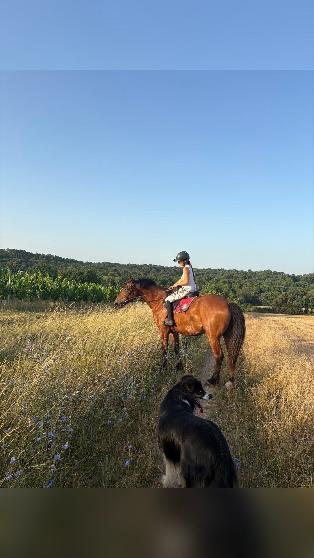 Coaching / Travail du cheval, média 5