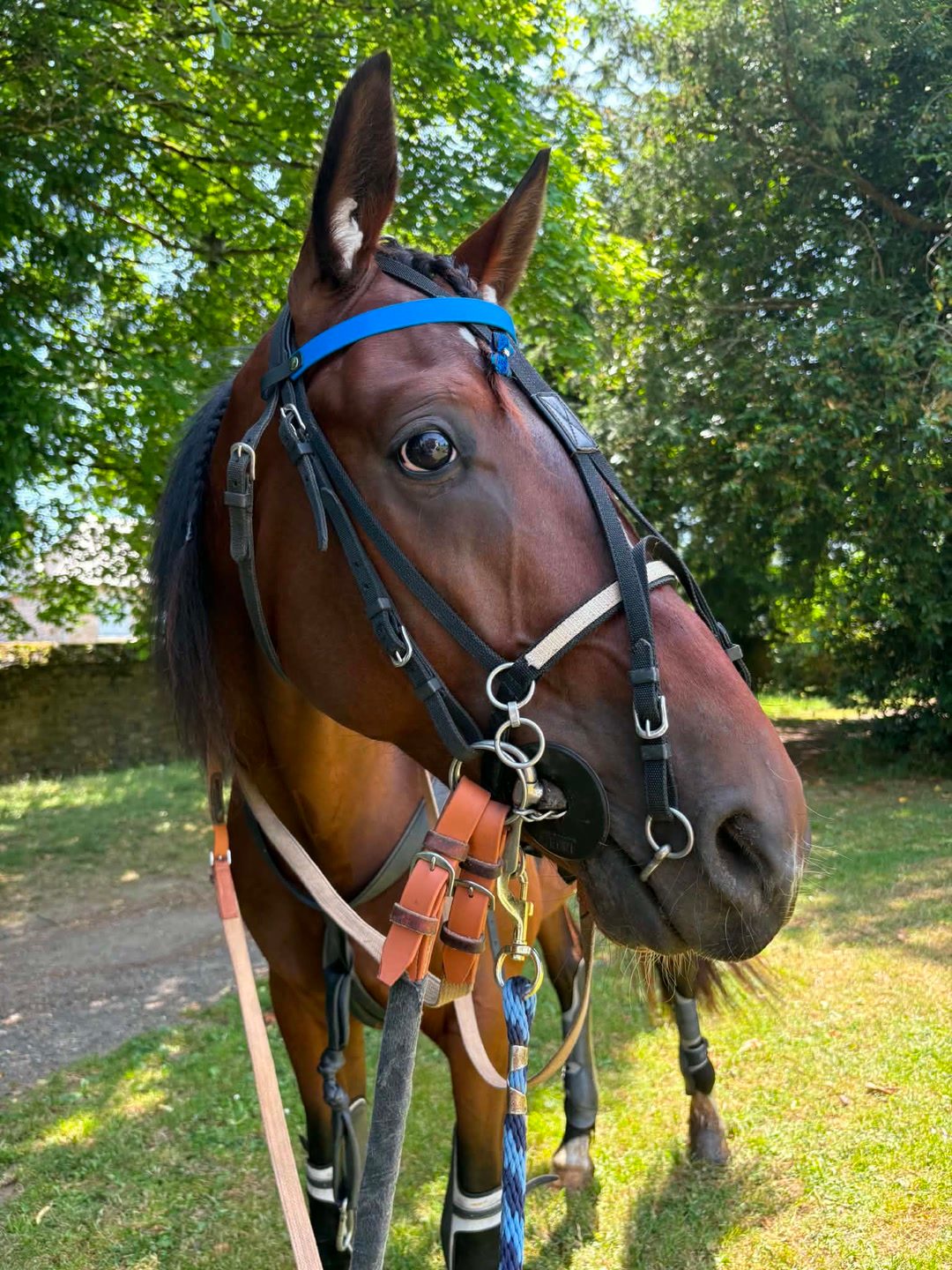 Frontal pour cheval – 20 mm – fabrication française, média 4