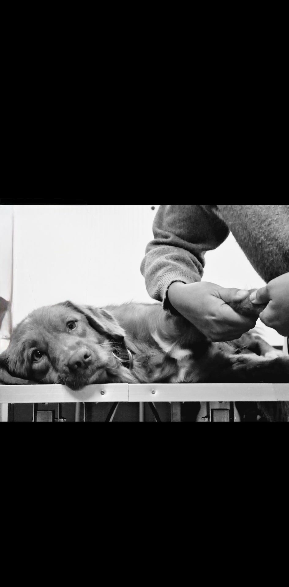 Séance d’etiopathie animale, média 3