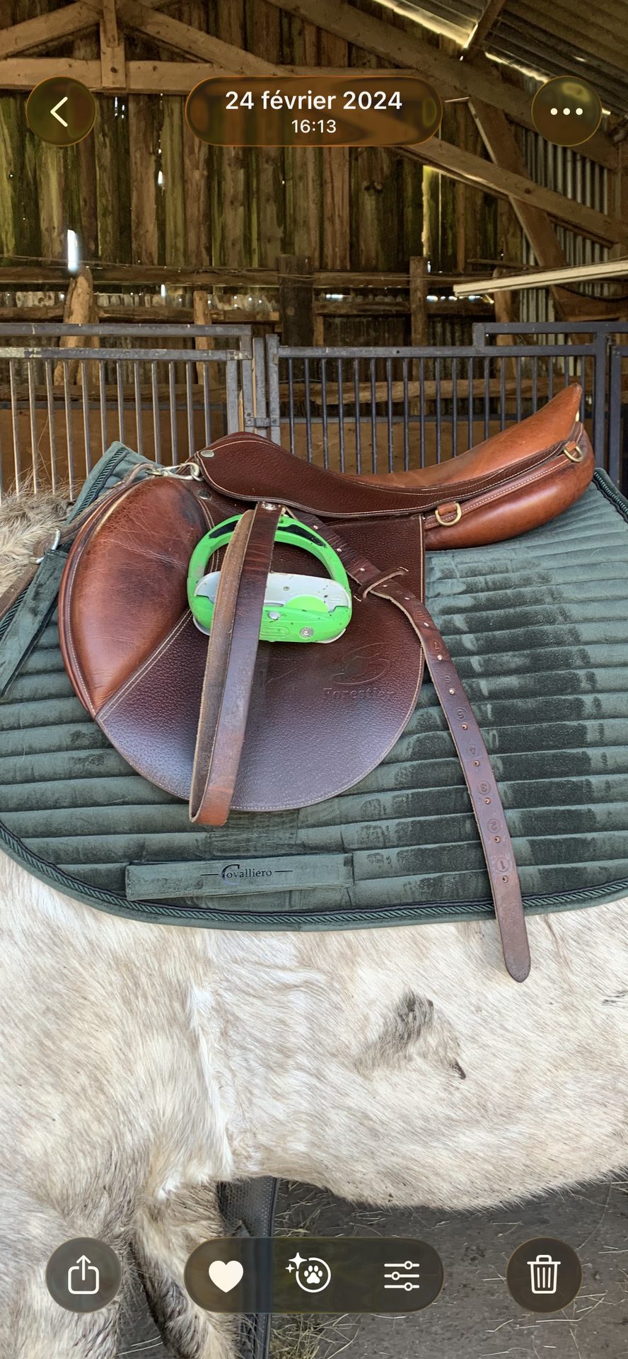 Selle forestier 17’, média 8
