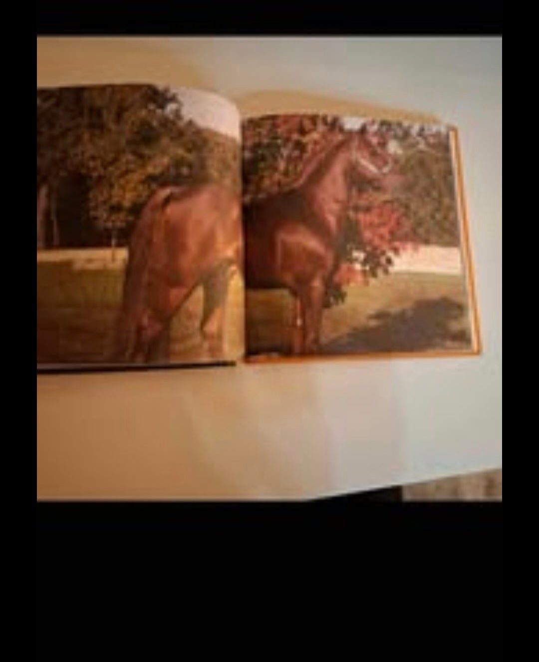 Livre les plus beaux chevaux, média 3