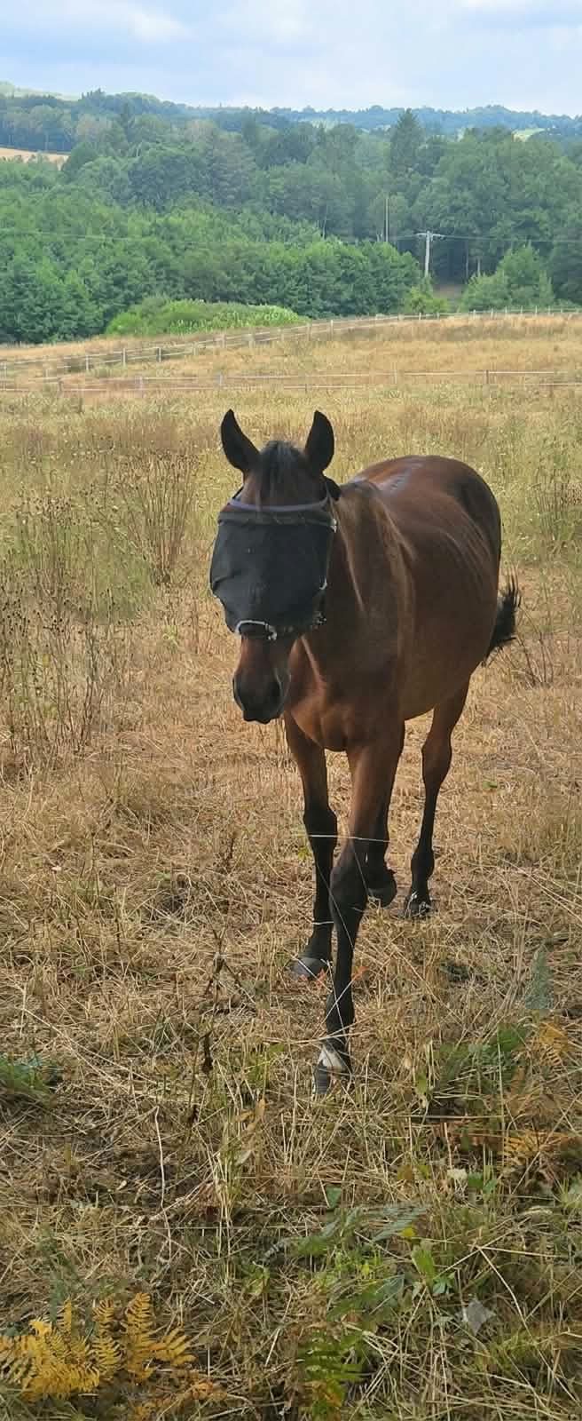PICASSO DE MILBONA, média 2