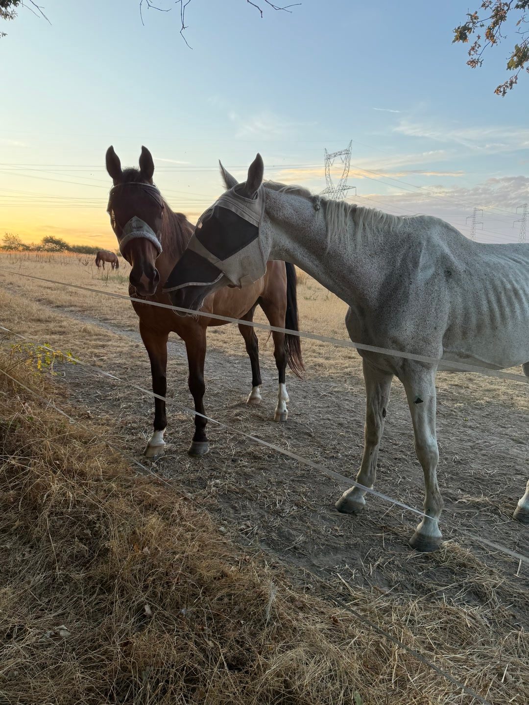 Visites, soins et présence pour votre cheval, média 2