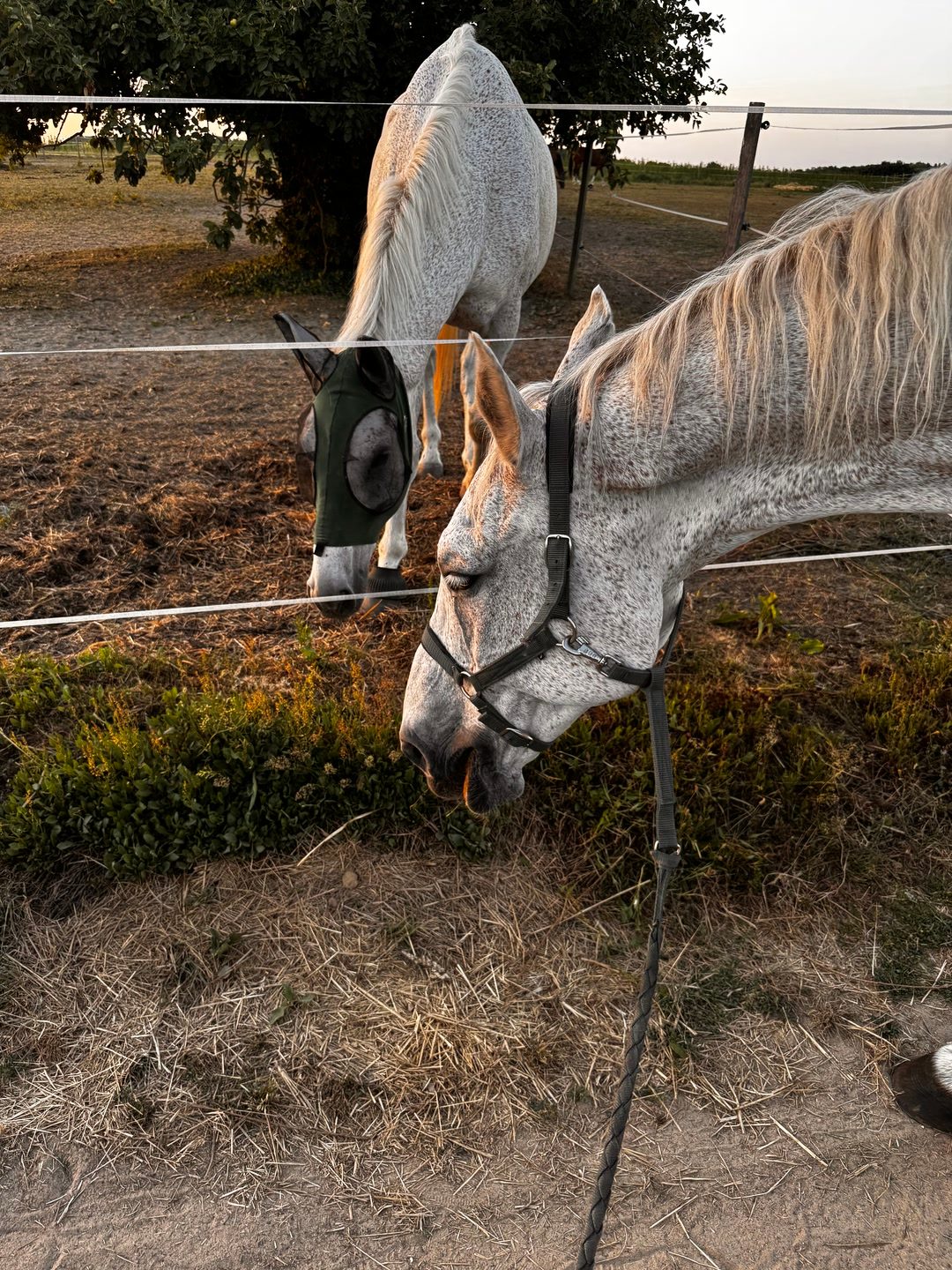 Visites, soins et présence pour votre cheval, média 5