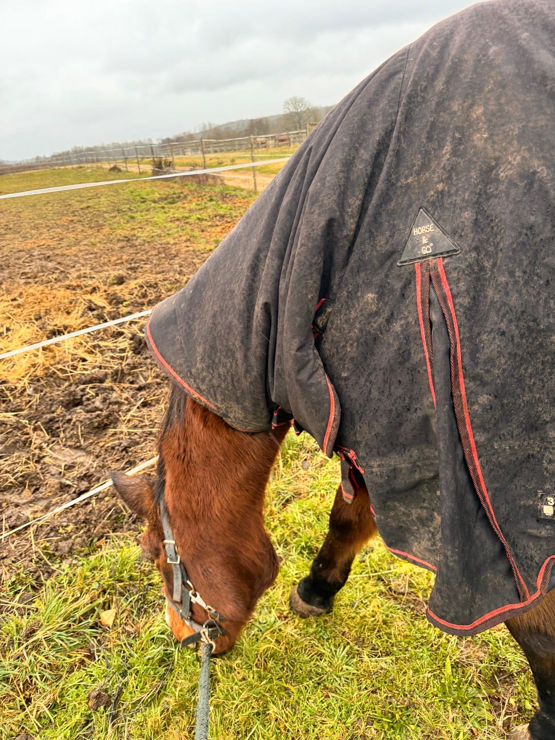 Visites, soins et présence pour votre cheval, média 9