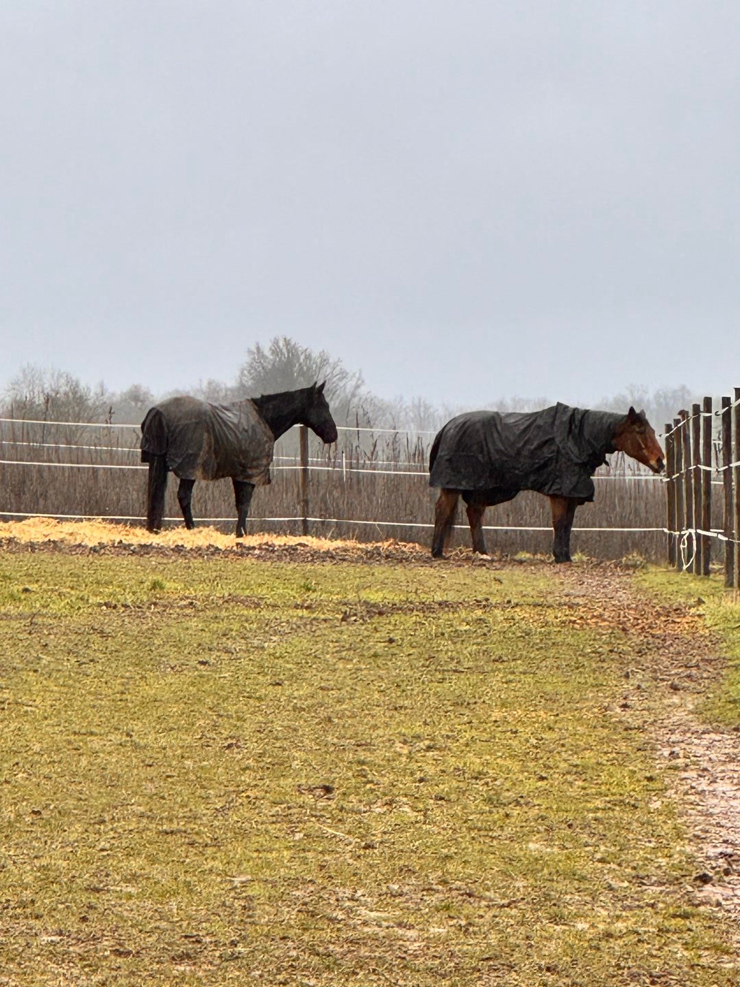 Visites, soins et présence pour votre cheval, média 12