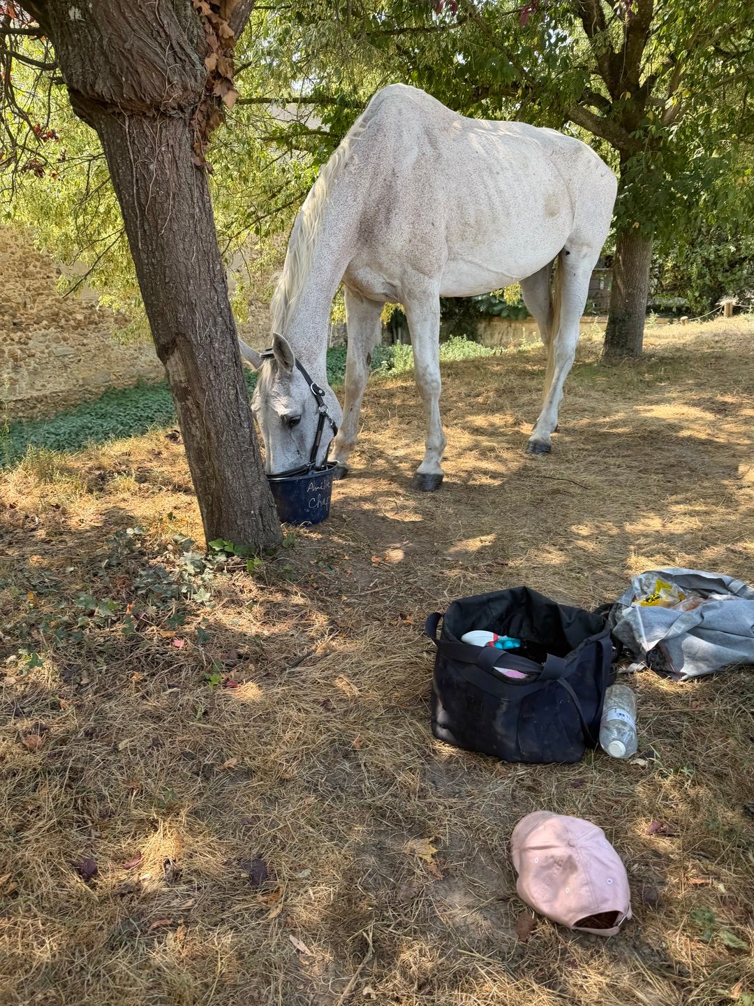 Visites, soins et présence pour votre cheval, média 3