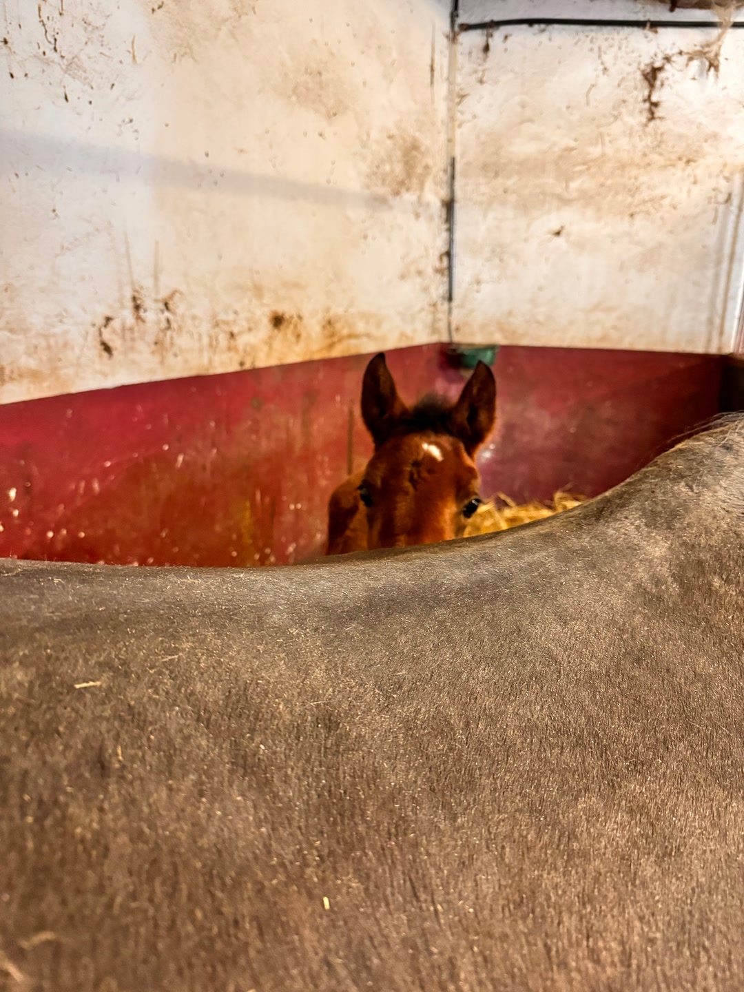 Visites, soins et présence pour votre cheval, média 8