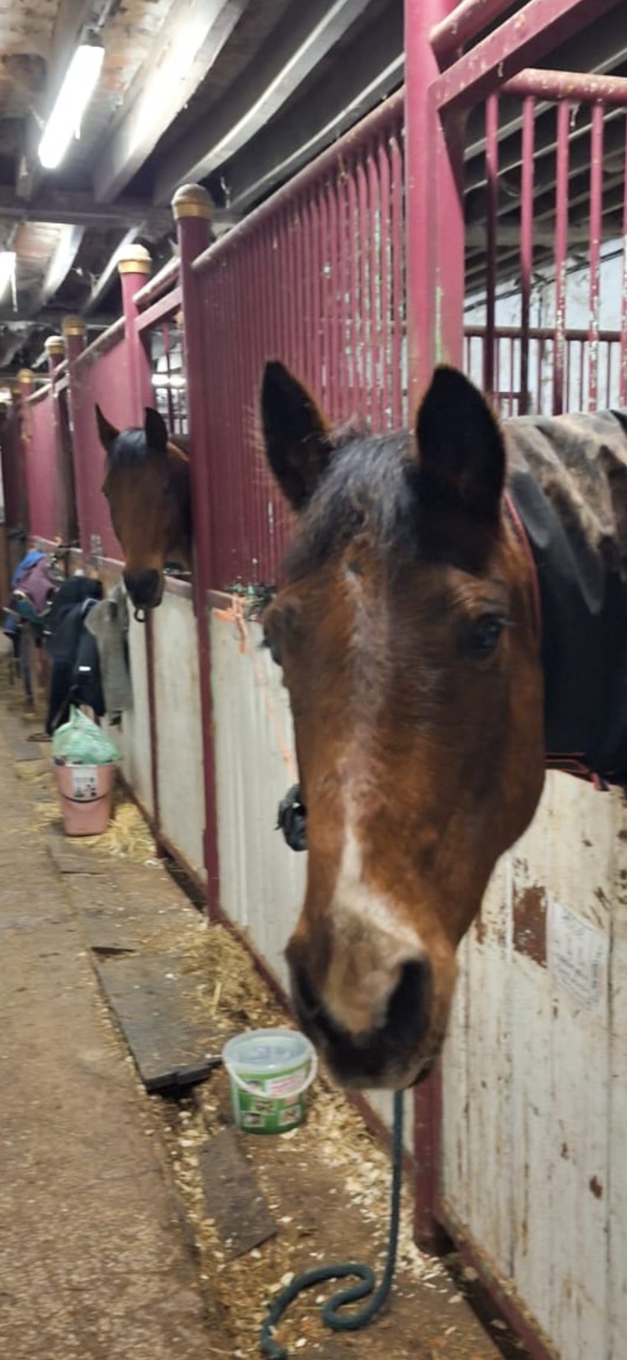 Visites, soins et présence pour votre cheval, média 10