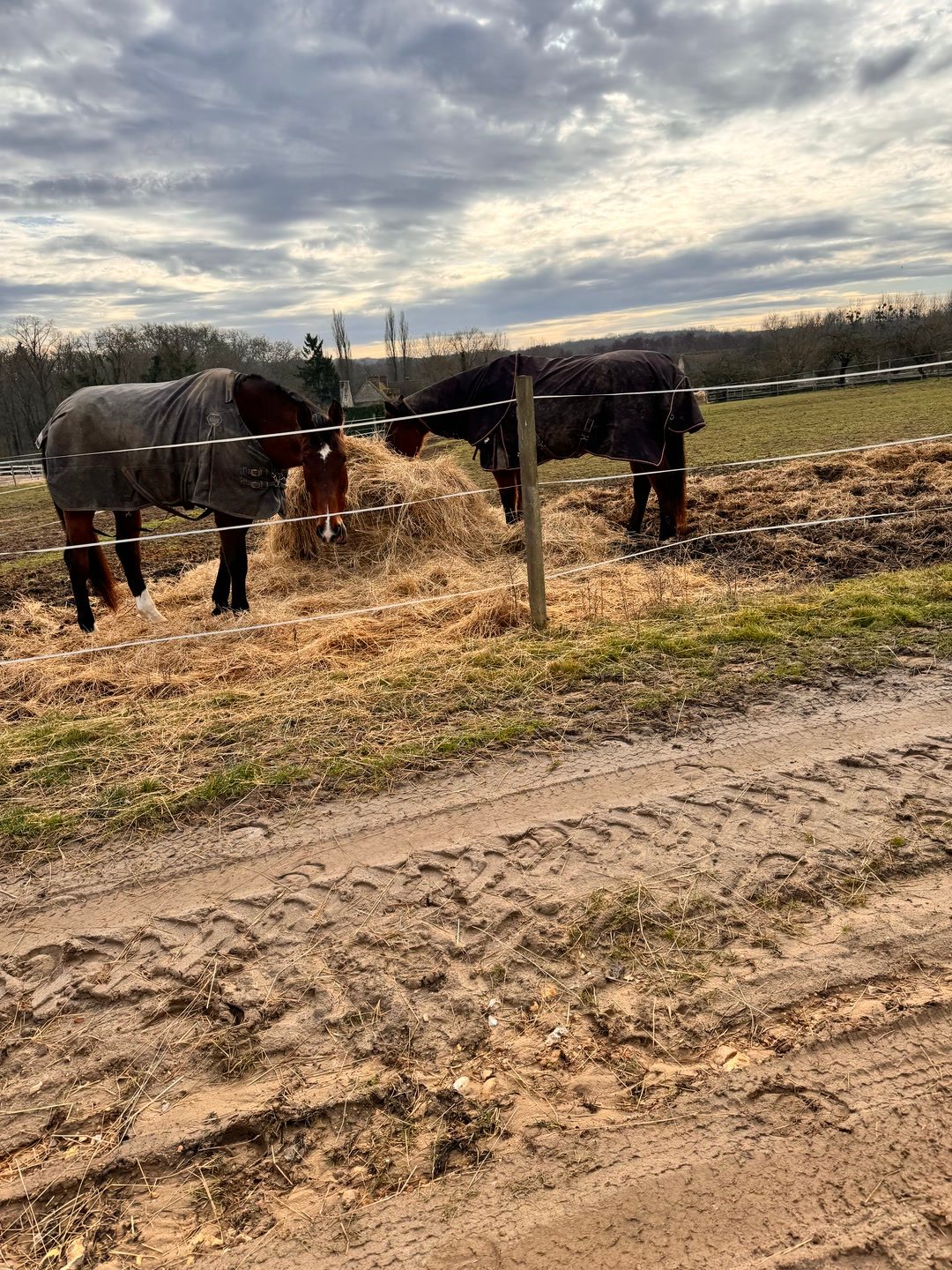 Visites, soins et présence pour votre cheval, média 7