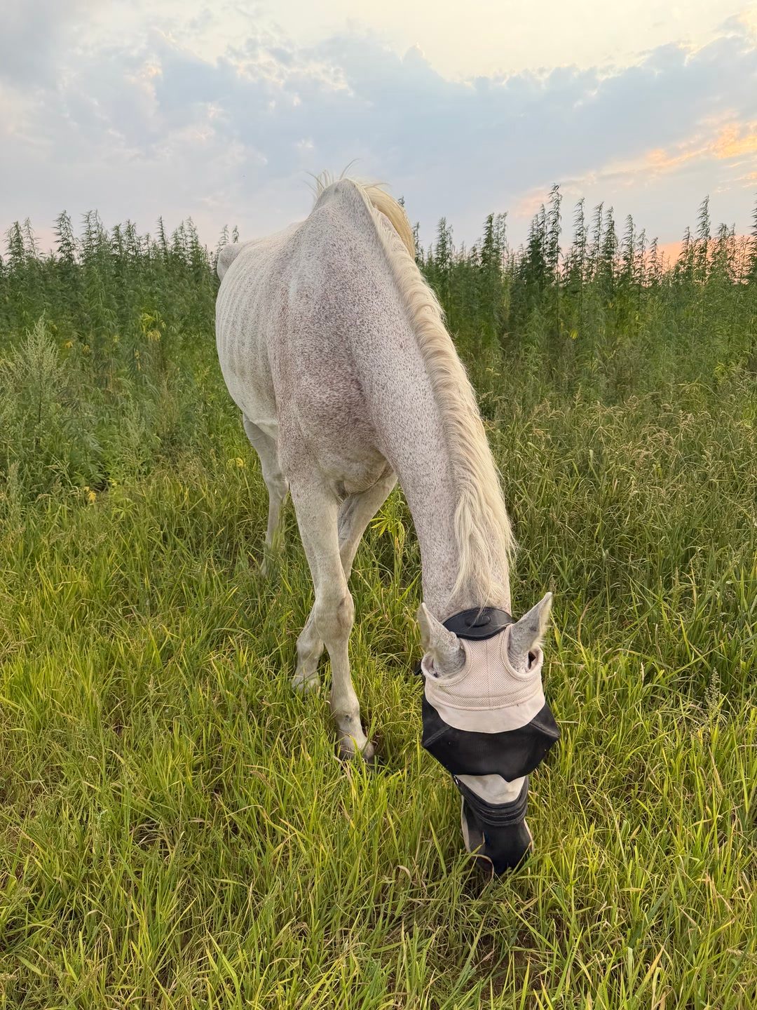 Visites, soins et présence pour votre cheval, média 4