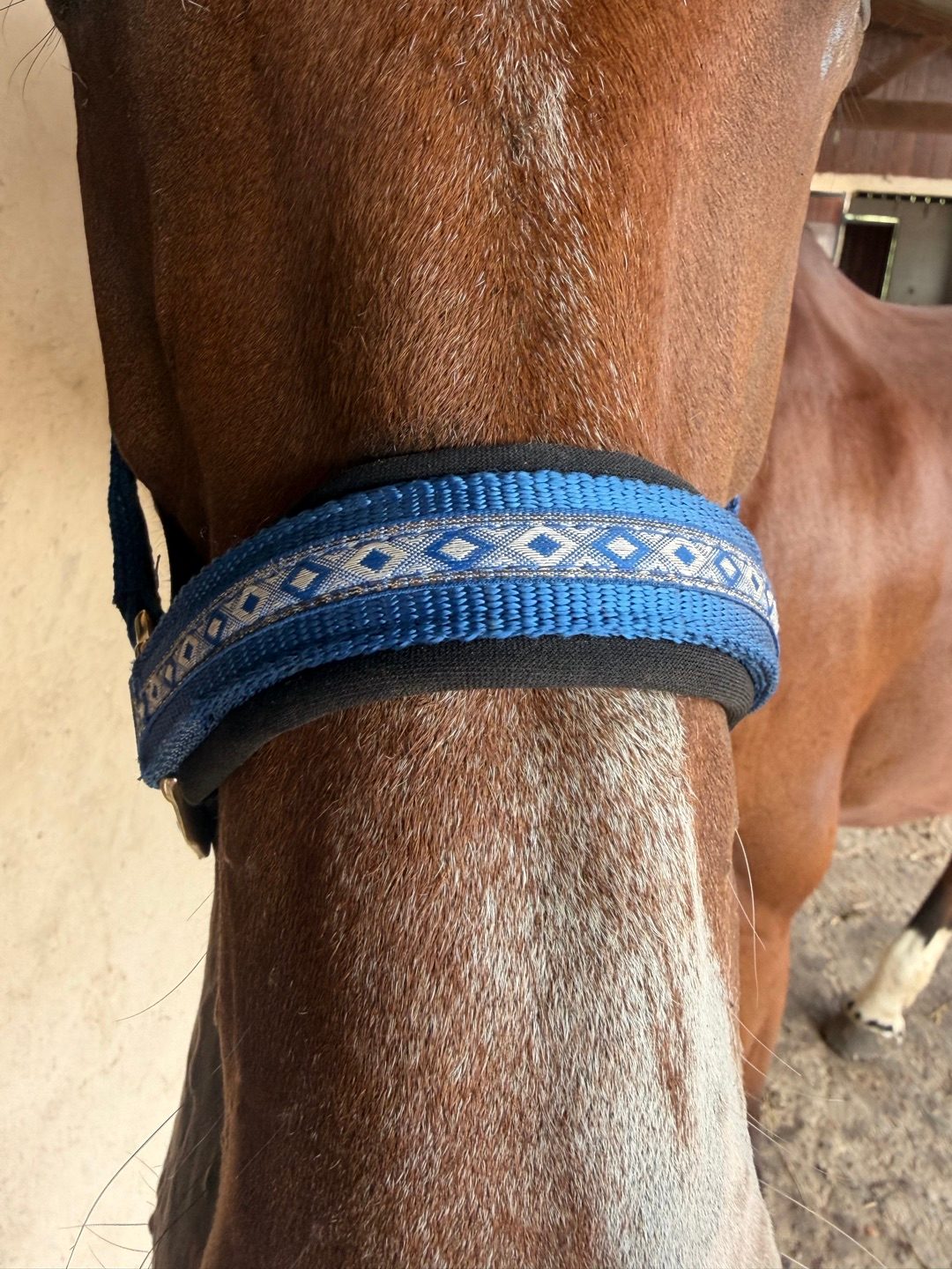 Licol bleu, média 3