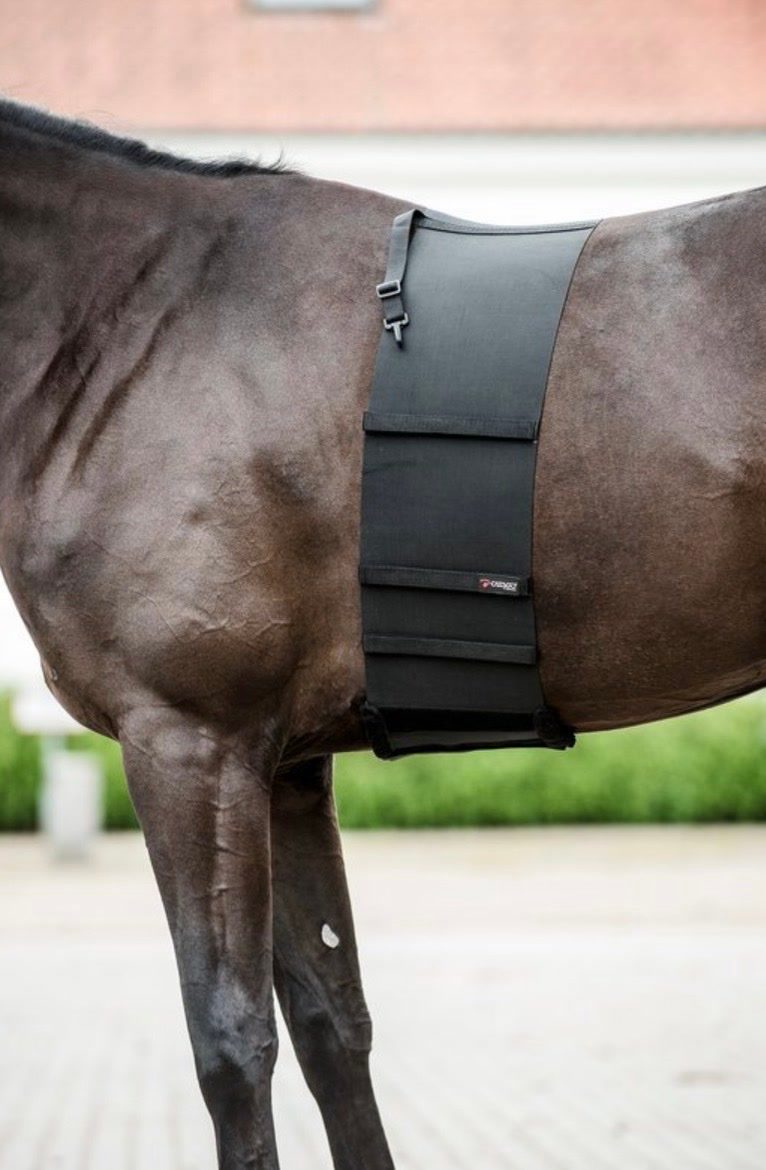 Ceinture de Protection Cheval, média 2