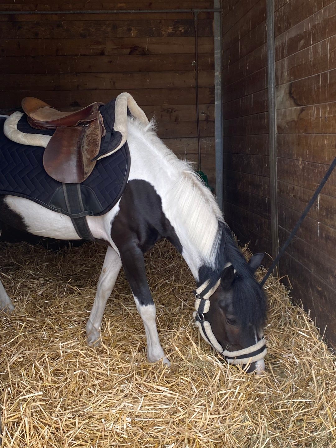 Tapis équitation, média 2