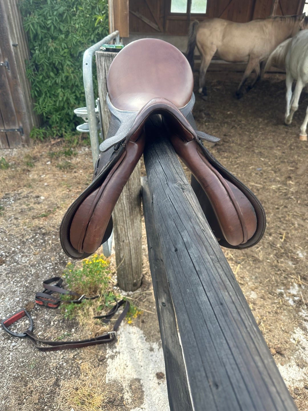 Selle mixte moll, média 3