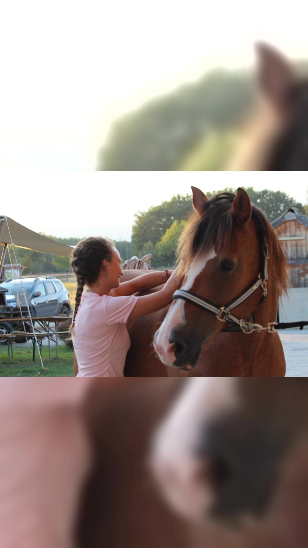 Bit-,bridle-, saddle fitting, média 2