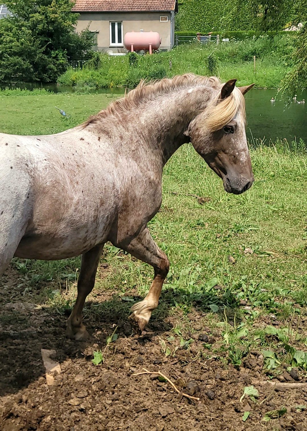Saillie etalon poney appaloosa, média 4