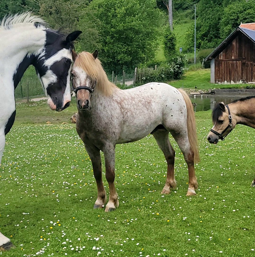 Saillie etalon poney appaloosa, média 6