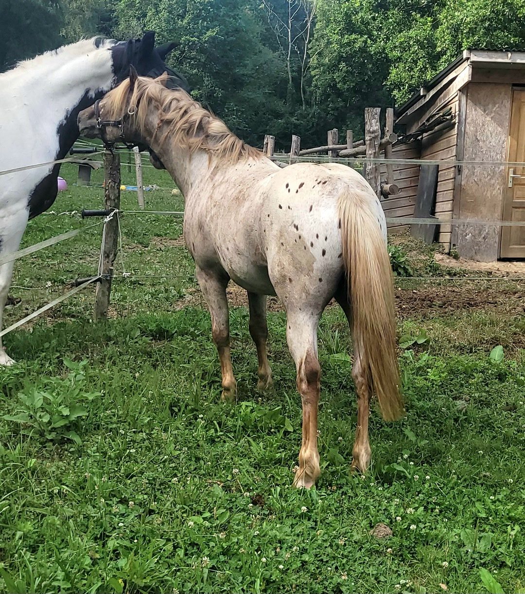 Saillie etalon poney appaloosa, média 3