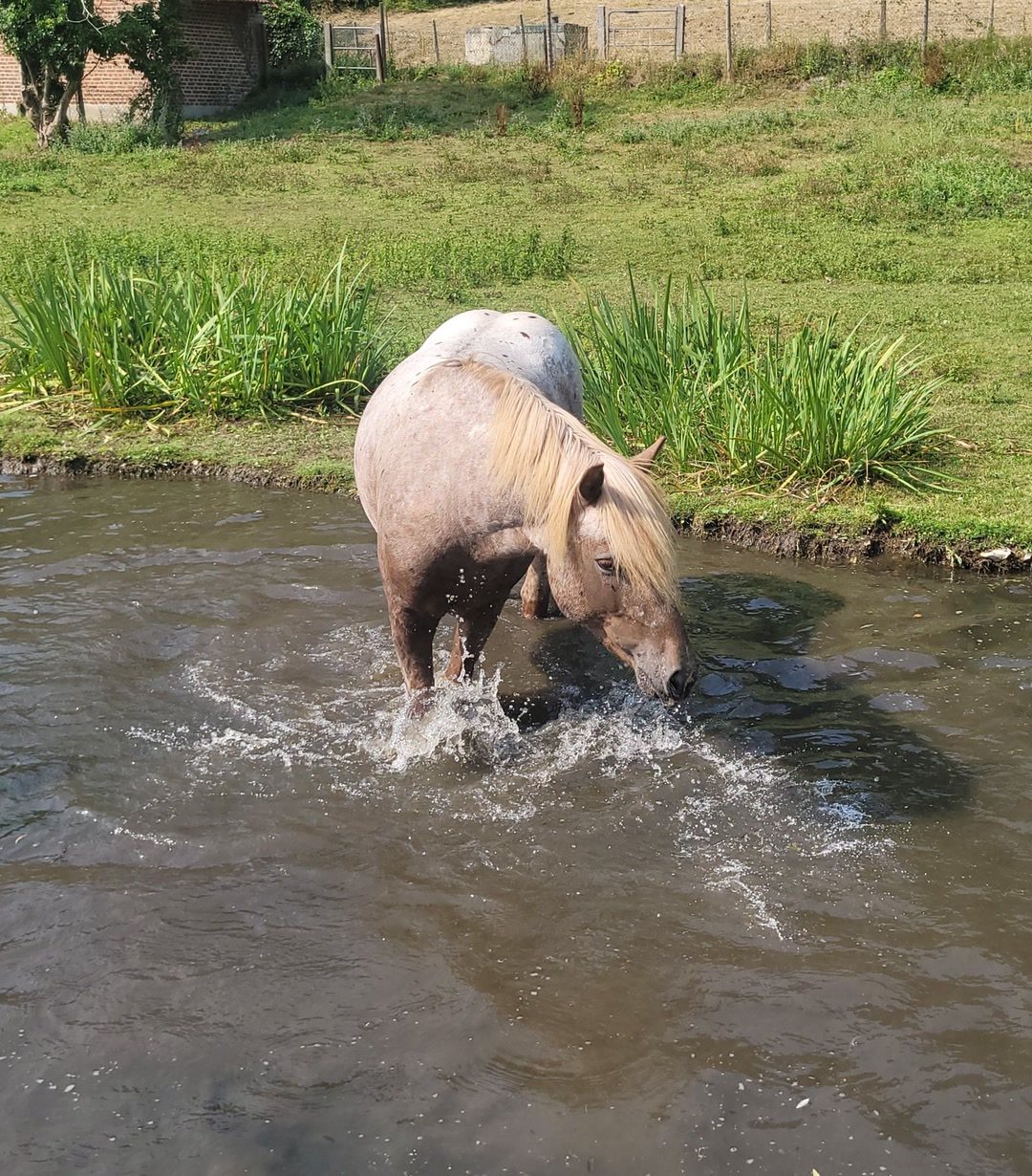 Saillie etalon poney appaloosa, média 8