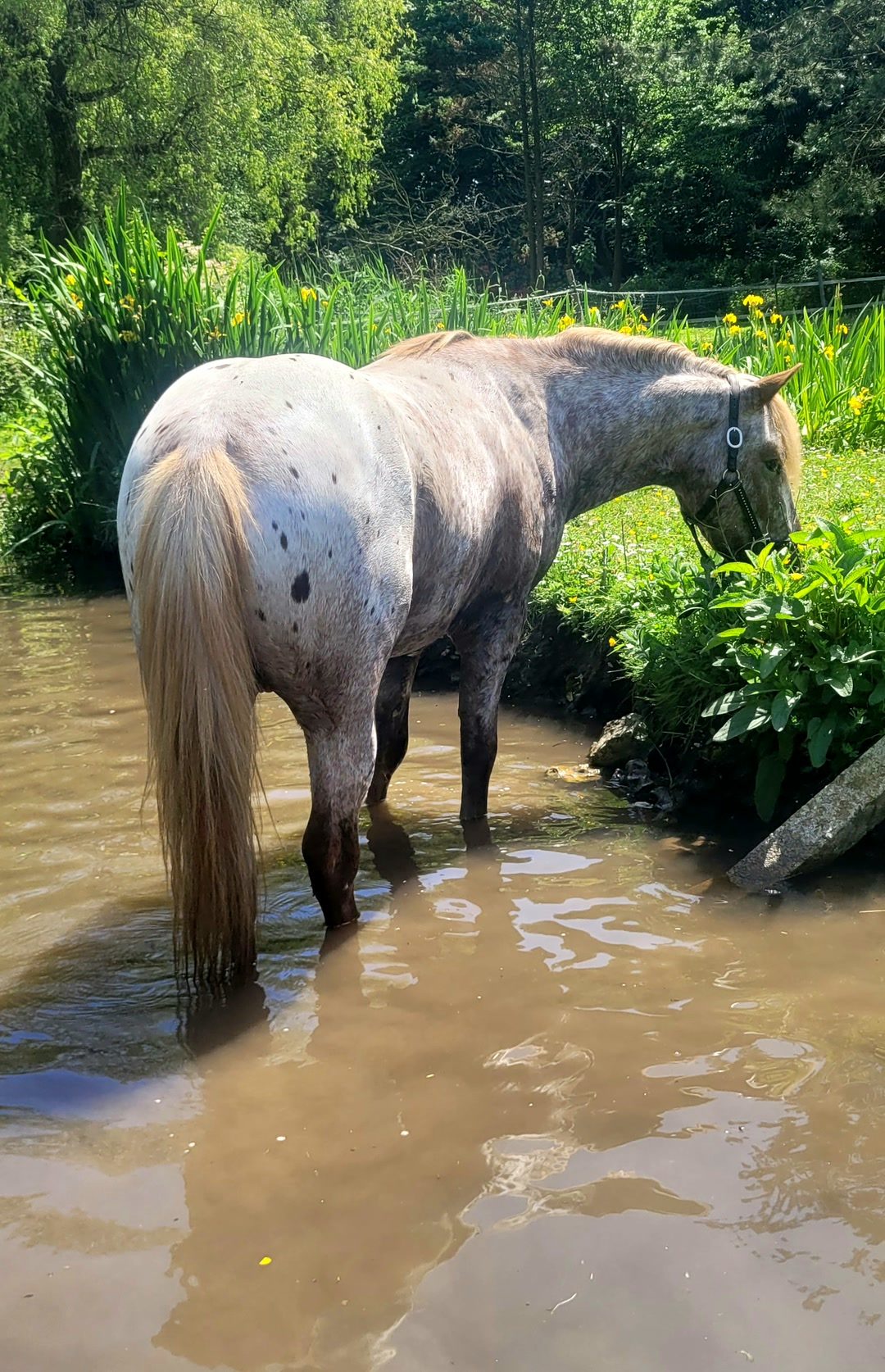 Saillie etalon poney appaloosa, média 5