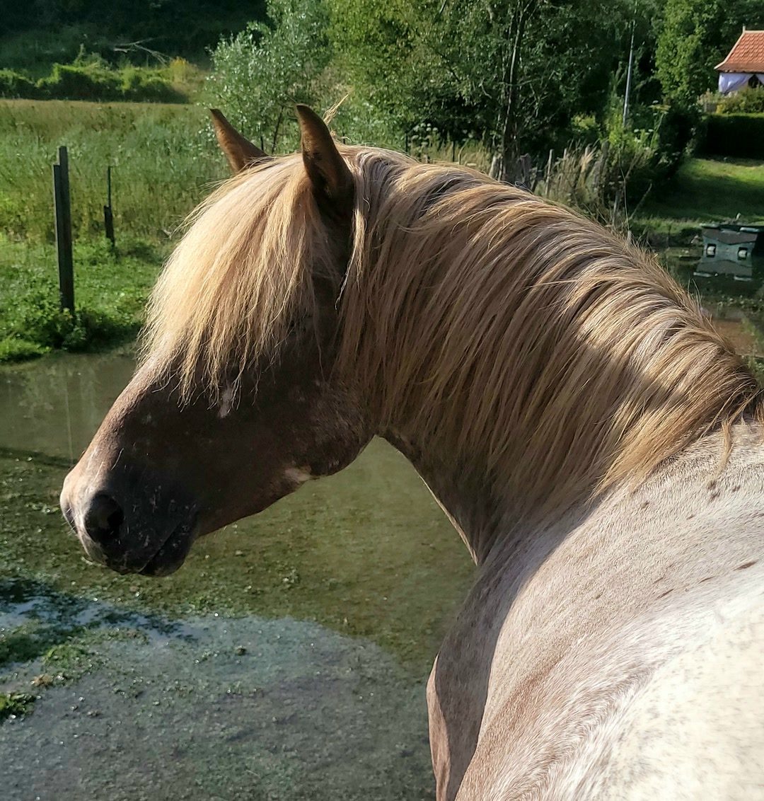 Saillie etalon poney appaloosa, média 7