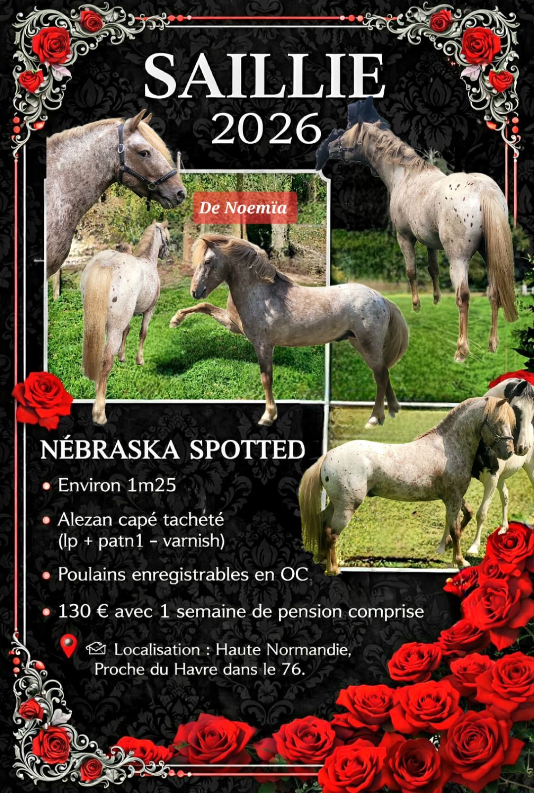 Saillie etalon poney appaloosa, média 10