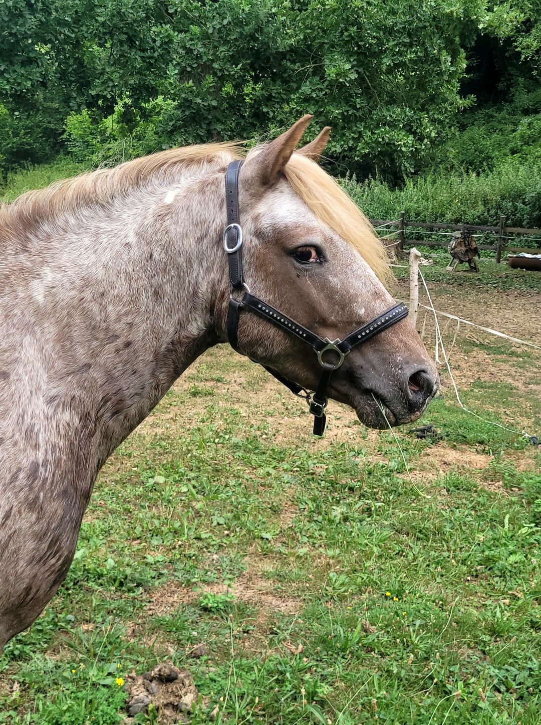 Saillie etalon poney appaloosa, média 9
