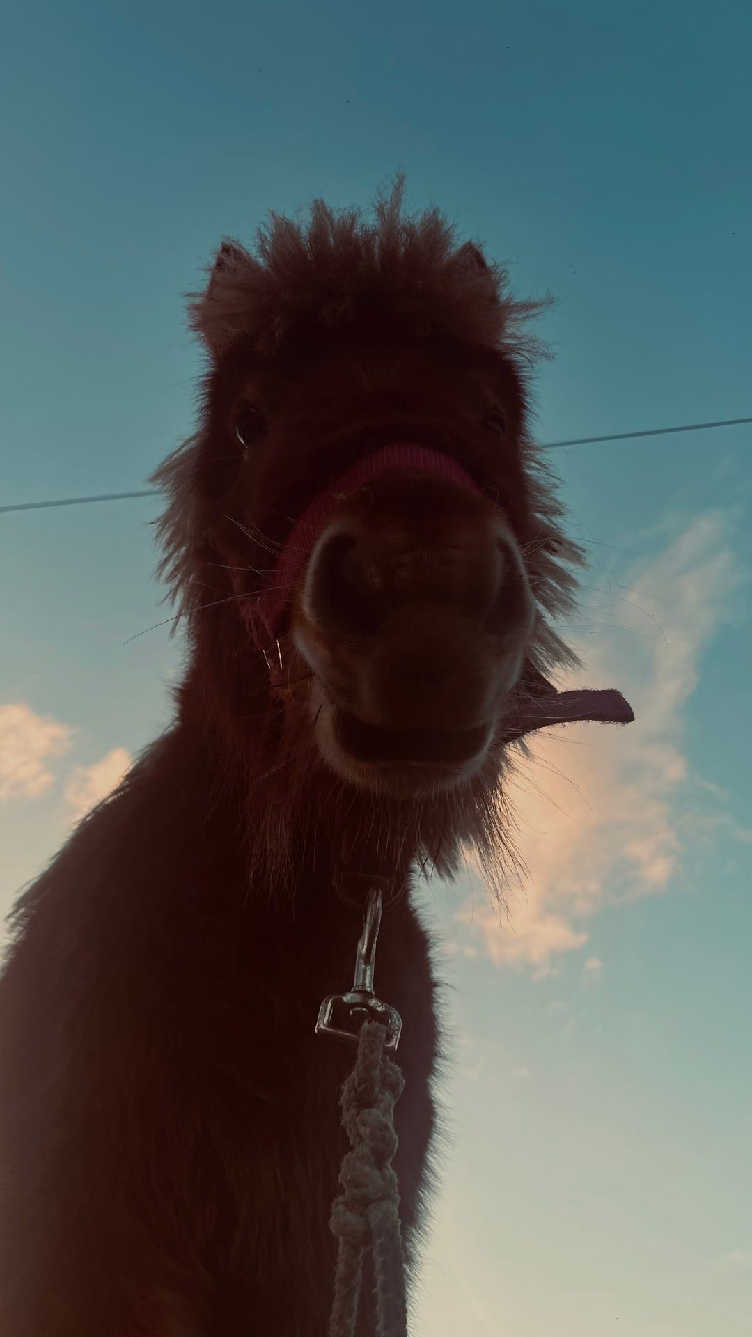 MON DIABOLO, média 6