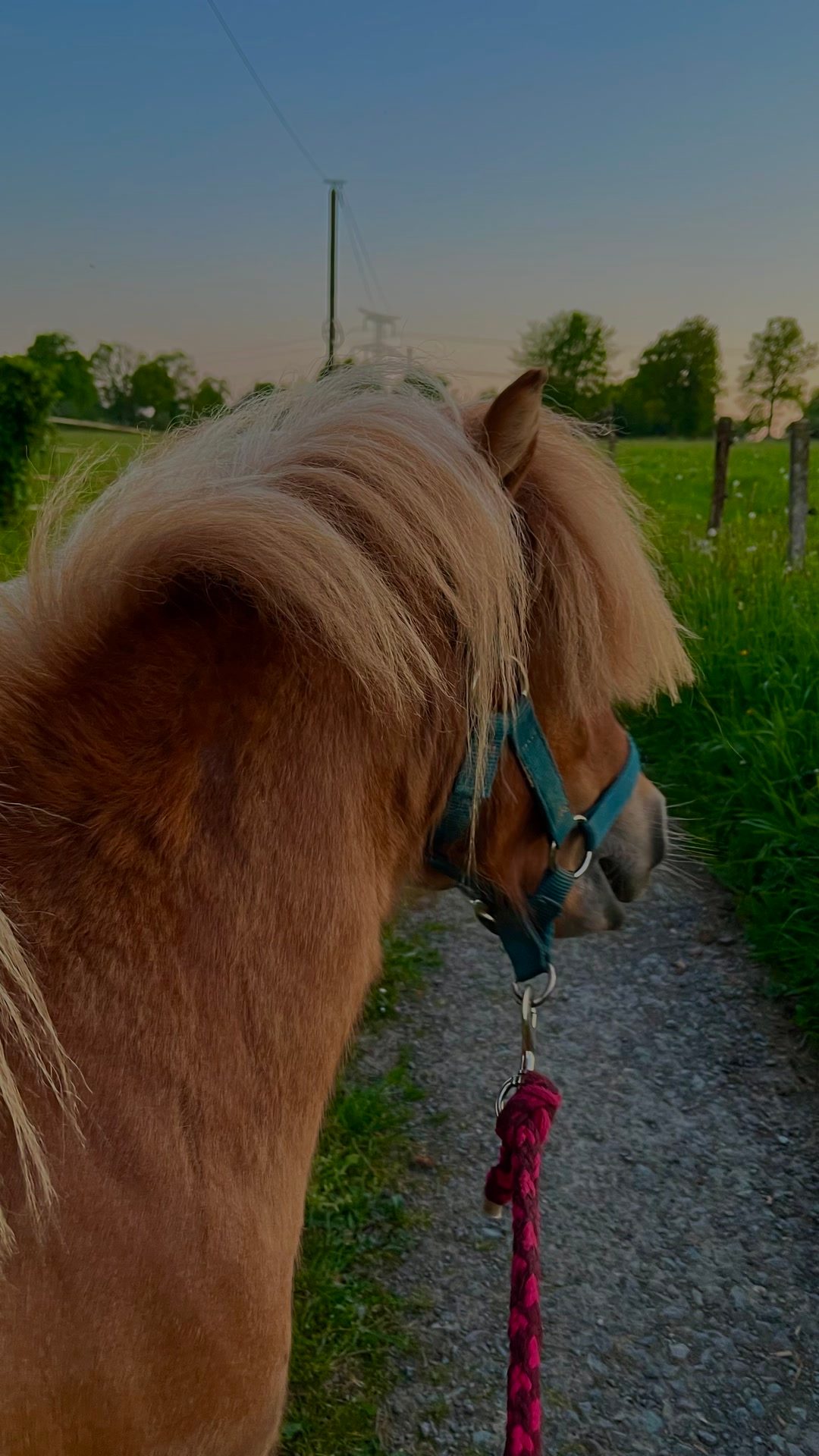 MON DIABOLO, média 8
