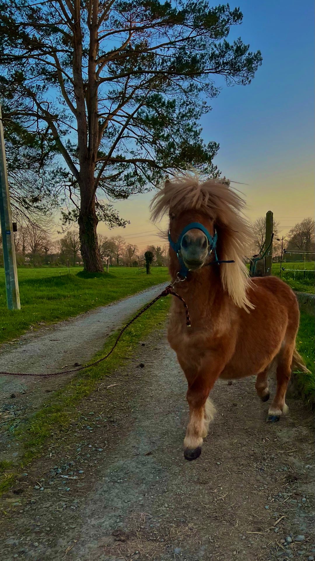 MON DIABOLO, média 9