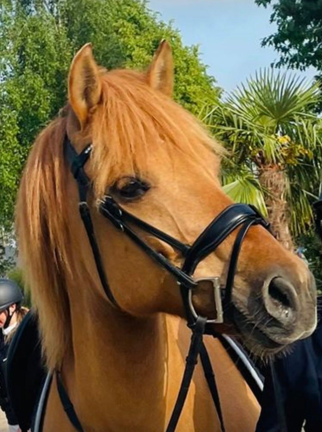 Bridon Éric Thomas poney, média 7