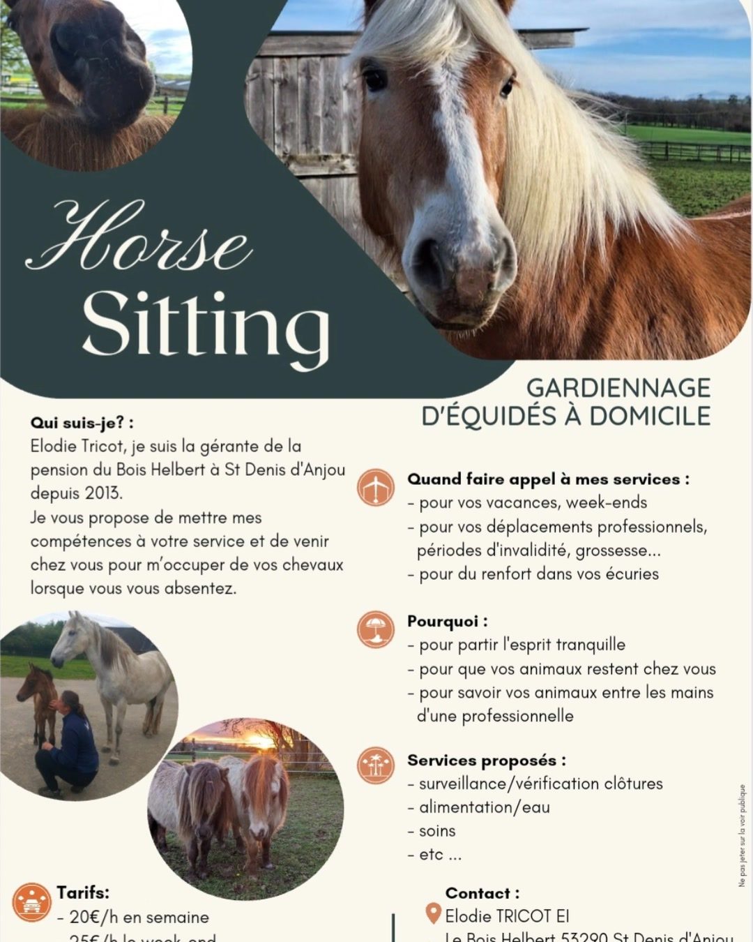 Horse Sitting, média 4