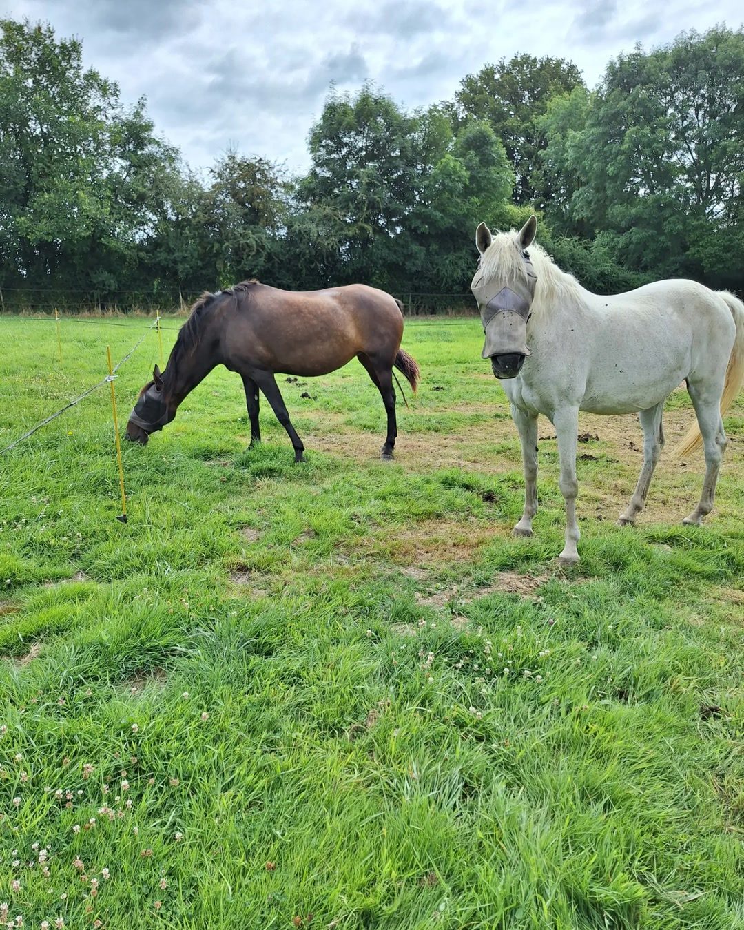 Horse Sitting, média 3