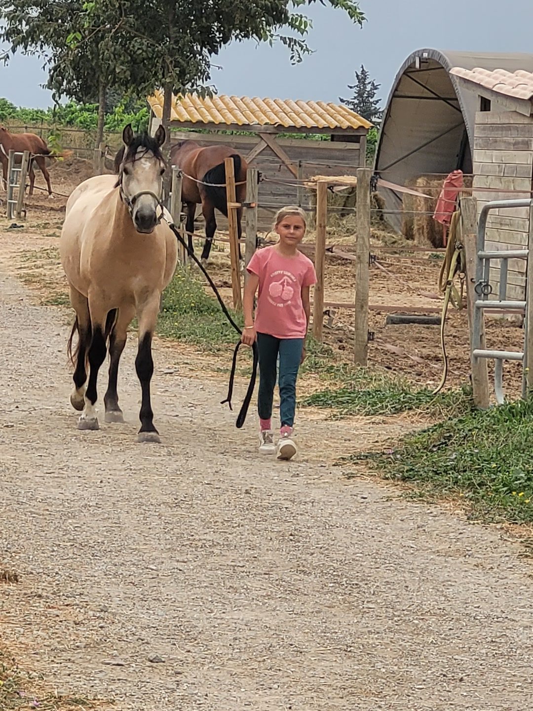 Pension pour chevaux, média 2